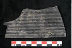 Foto (Detailansicht) von Sigillaria elongata Brongniart (NHMW-GEO-2024-0188-11060)